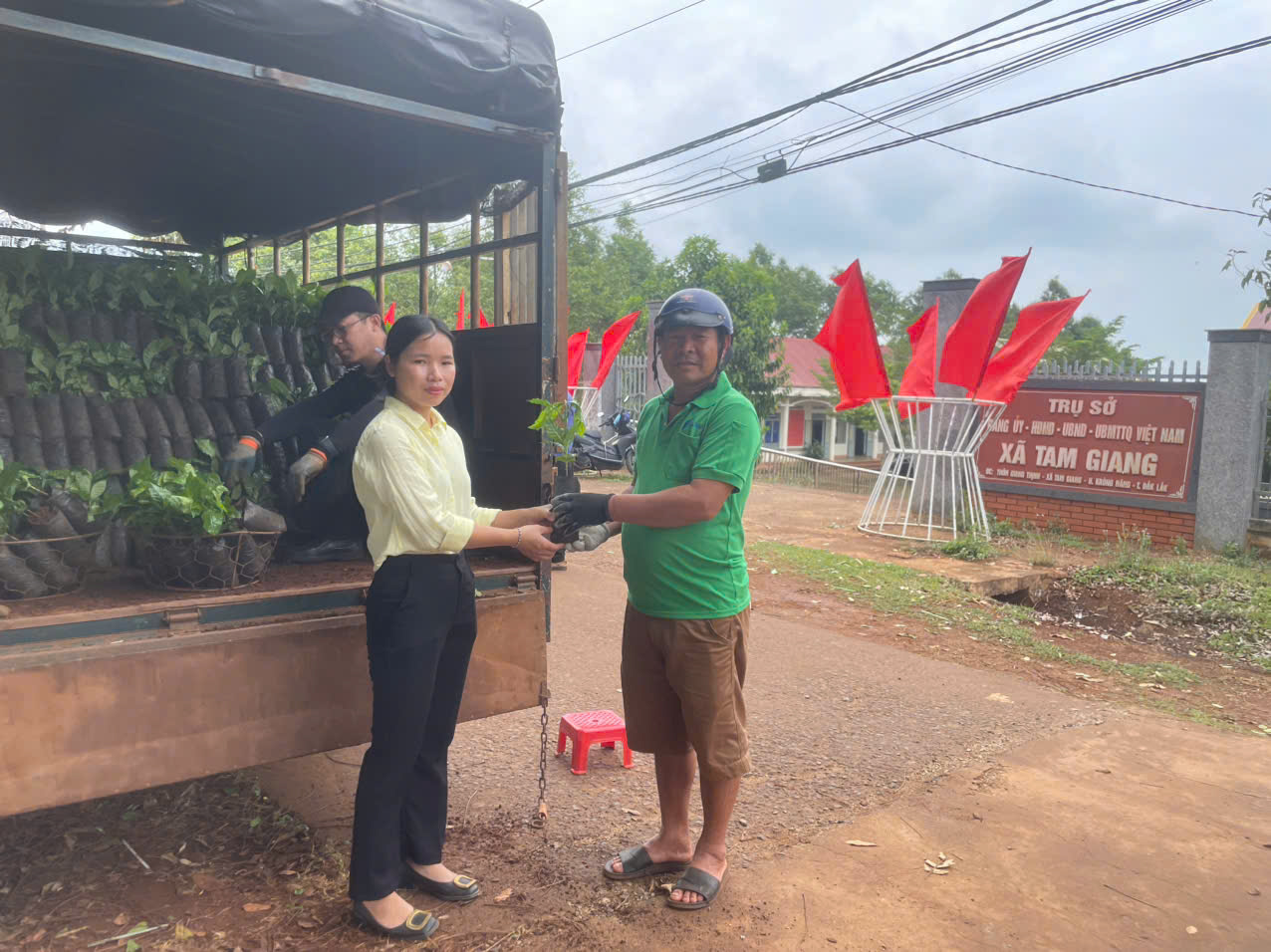 Huyện Krông Năng triển khai hỗ trợ giống cây cà phê tái canh cho bà con tại các xã vùng Chương trình Compact